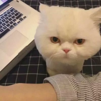 超级呆萌猫咪头像图片(精选24张)