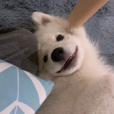 超级呆萌猫咪头像图片(精选24张)