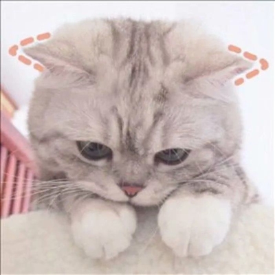 qq猫咪头像萌萌系图片(优选22张)