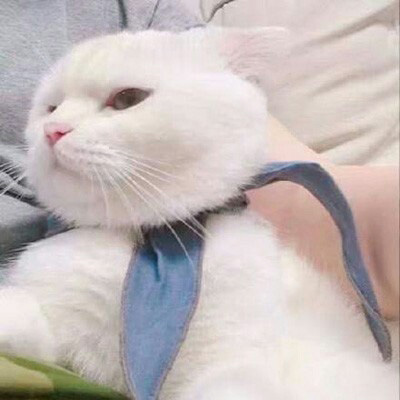 qq猫咪头像萌萌系图片(优选22张)