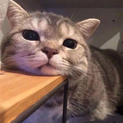 qq猫咪头像萌萌系图片(优选22张)