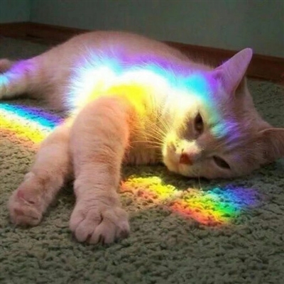 qq猫咪头像萌萌系图片(优选22张)