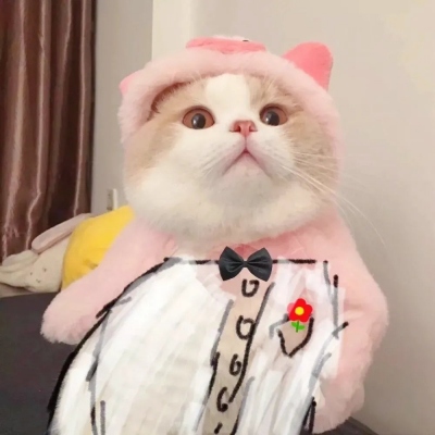 qq猫咪头像萌萌系图片(优选22张)