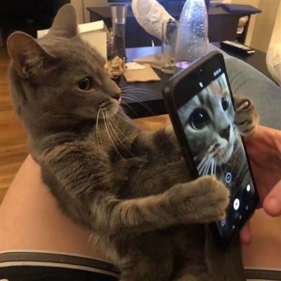 qq猫咪头像萌萌系图片(优选22张)