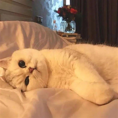 qq猫咪头像萌萌系图片(优选22张)