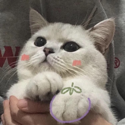 qq猫咪头像萌萌系图片(优选22张)