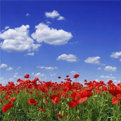 2023年适合永久做头像的图片(共24张)